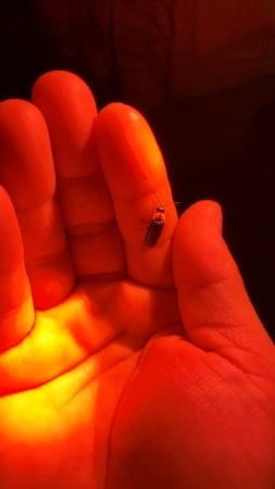 掌で光るホタル