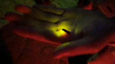 光るホタルその2