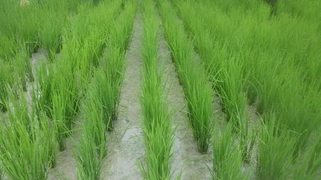 稲の間がきれいになった田んぼ