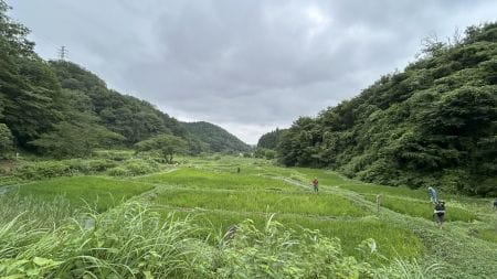 横沢入里山保全地域全景