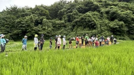 成長した苗の田んぼ