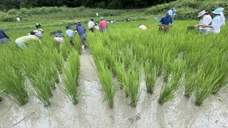 稲間の草がなくなったきれいな一本道