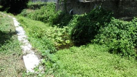 草取りをする川の様子