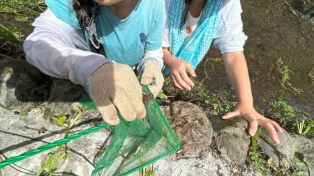 オニヤンマのヤゴ