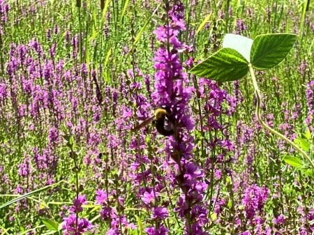 花粉を集めるクマバチ