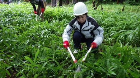 腰を低くして刈りこむ様子