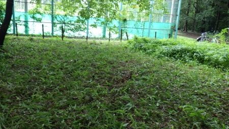 笹刈り後のきれいな一面