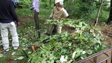 落枝整理の様子