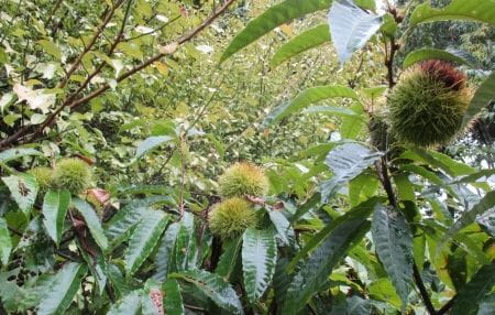 栗の実がなる木