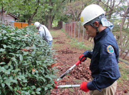 手際よく刈り込み