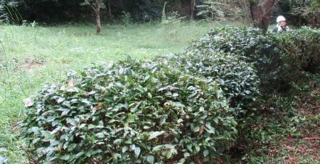 まん丸にカットされたお茶の木