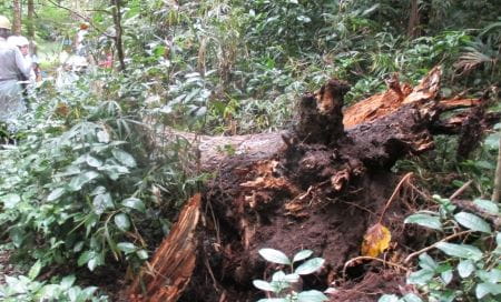 根腐れで倒木した大木