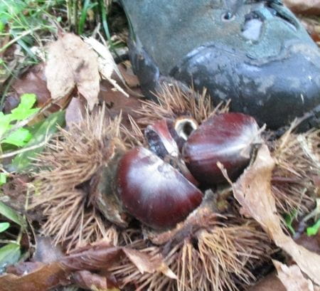 見つけた栗の実