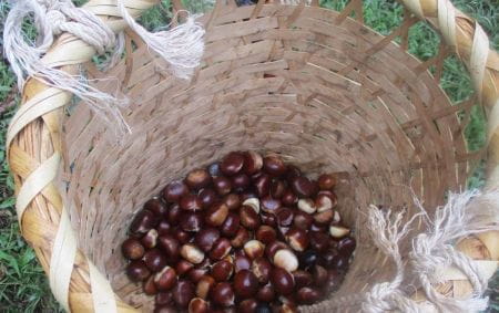 集めた栗