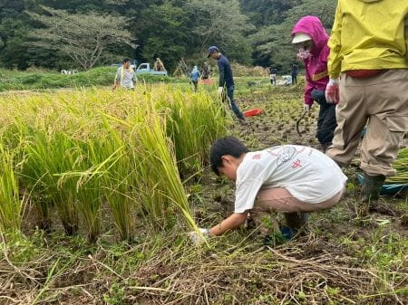 稲刈りスタート