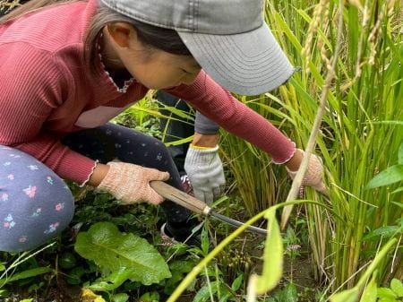 稲の束をもって刈り込む様子