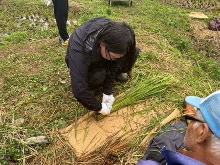 稲の根元をきつく束ねる様子
