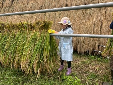 稲を逆さにして台にかけるはざかけ