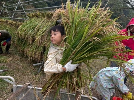 両手いっぱいに刈った稲を手に持つ