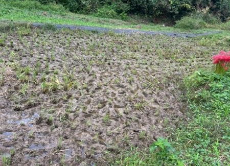 稲刈り後のすっきりした田んぼ