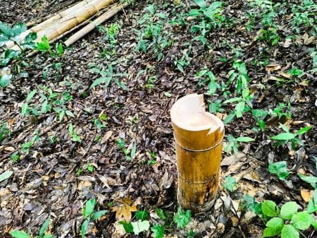 切られた竹の断面