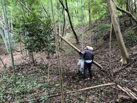 メリメリ音を立てて倒れる大迫力の竹