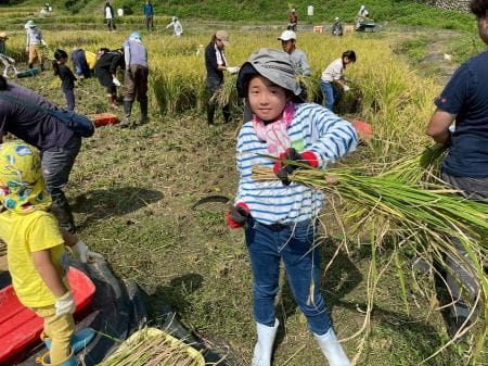 上手に刈り取りできた!