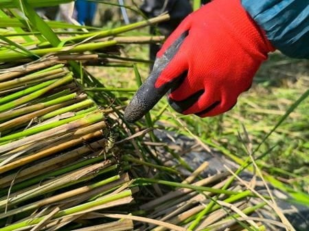 大きなクモ発見