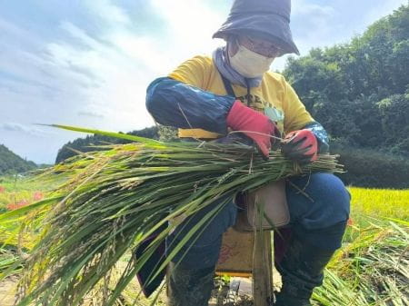 稲をまとめている様子