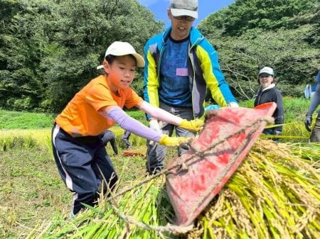 稲がこぼれないように運ぶ様子
