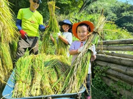 まとめた稲をもってにっこりの少女