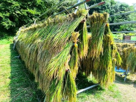 はざかけされた稲
