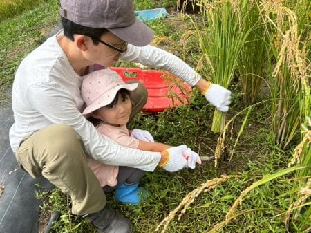 小さなお子様は保護者の方と一緒に稲刈り