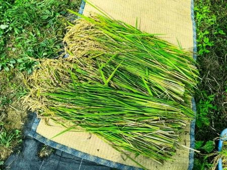 刈り取られた稲