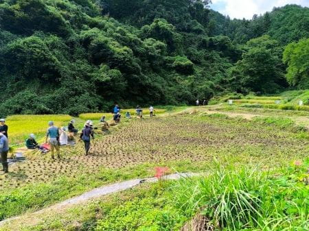 全部刈り取られた一面の田んぼ