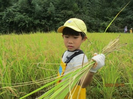 刈った稲を手に持つ少年