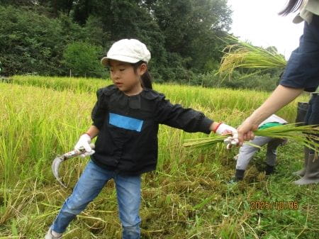 稲刈りを進めていく様子