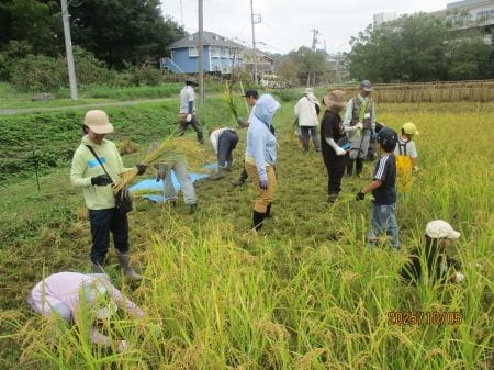 稲刈りに夢中