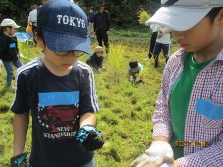 昆虫を見つける少年