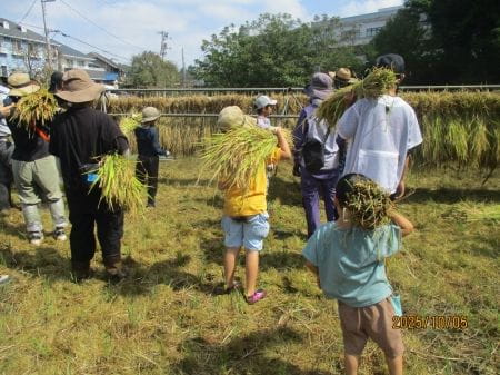 はざかけまで稲を運ぶ