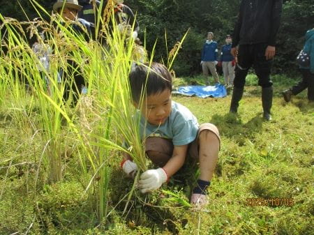 真剣に稲刈りする少年