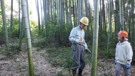 伐採する竹の選定