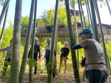 伐採竹の選定を行う参加者と講師