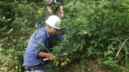 慎重に下草刈りをする様子