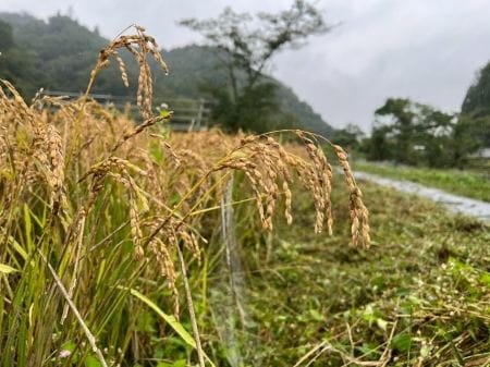 横沢入里山保全地域の実った稲穂