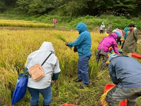 稲刈りに夢中の参加者