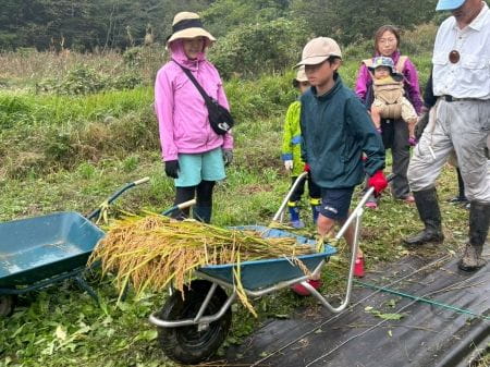 稲を運ぶ様子
