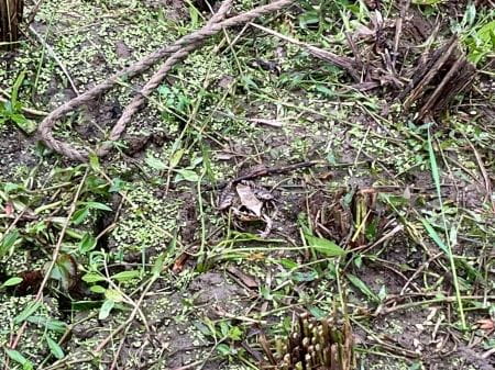 カエルにもであった