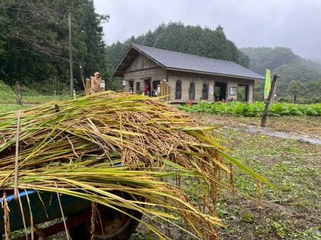 雨に濡れた稲穂