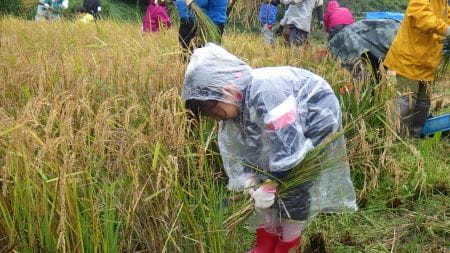 合羽を着て稲刈り